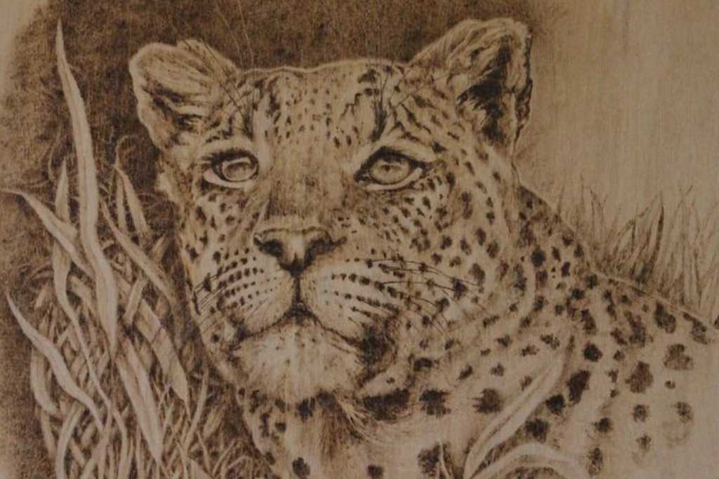 Animal on Grass