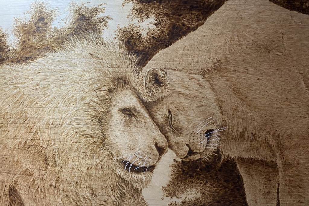 Lion in nature