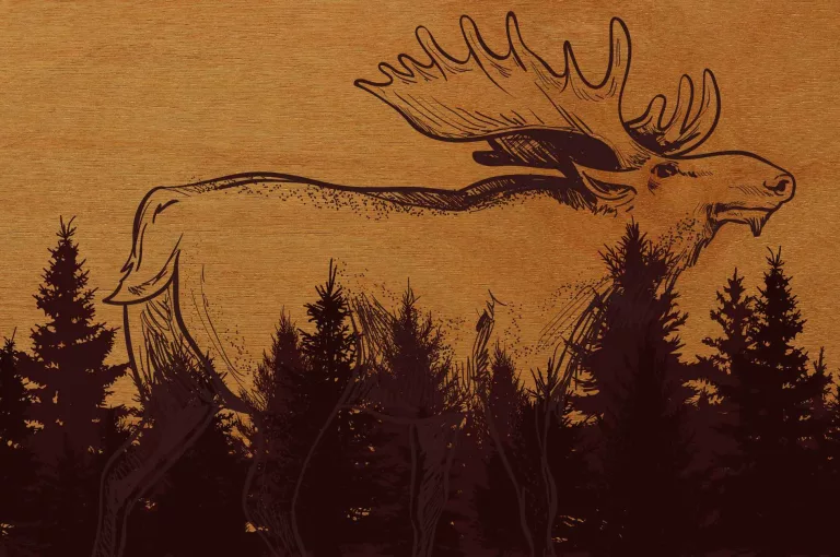 Big moose woodburnt behind forest line