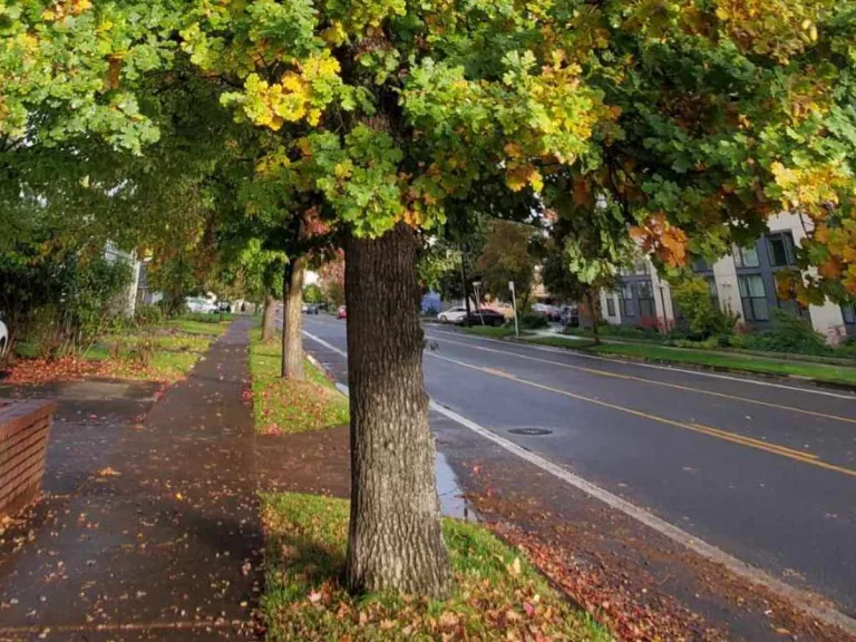 Oak tree