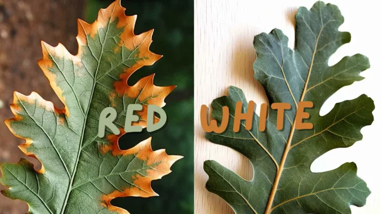 White oak vs red oak leaves