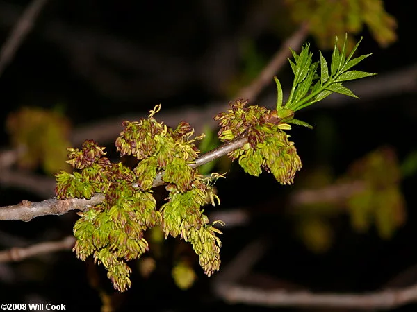 Ash flower (male)