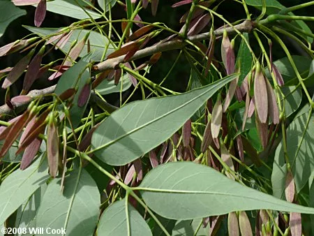 Ash fruits