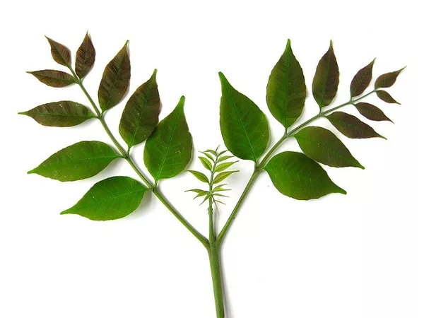 Ash leaves