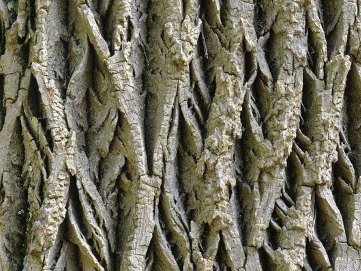 Ash tree bark