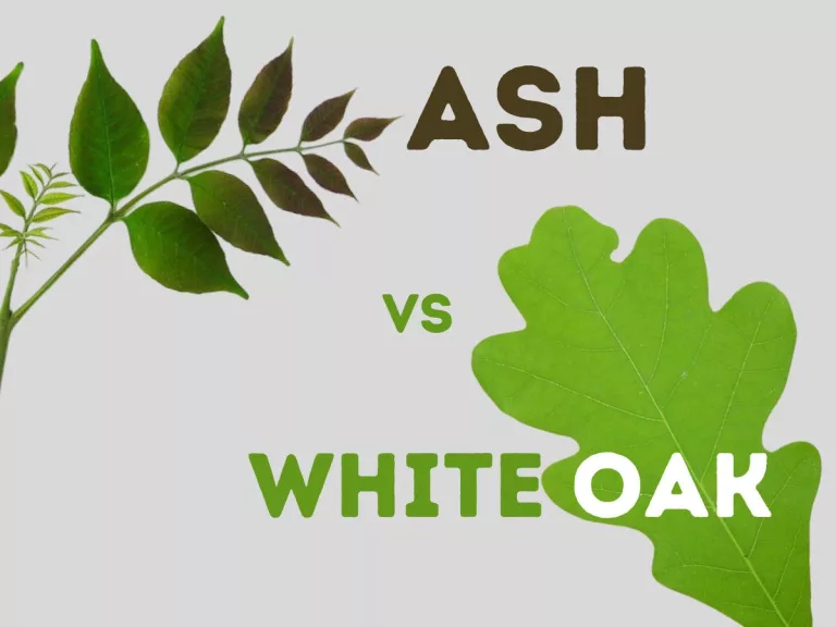Ash vs White Oak: A Comparative Exploration of the Trees