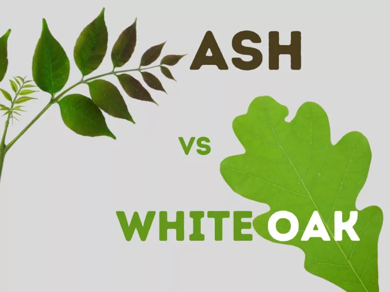 ash vs white oak