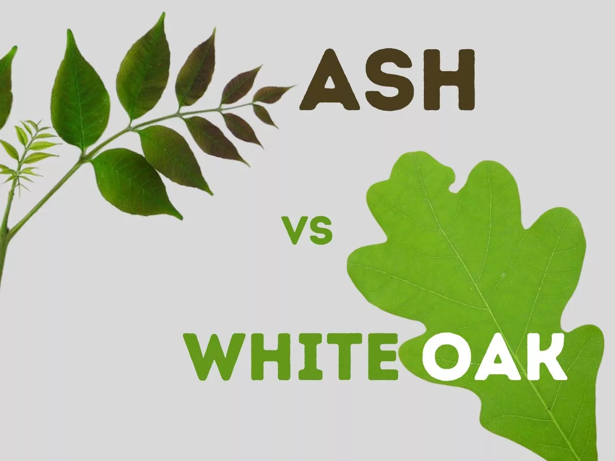 ash-vs-white-oak-a-comparative-exploration-of-the-trees-hobbydisiac