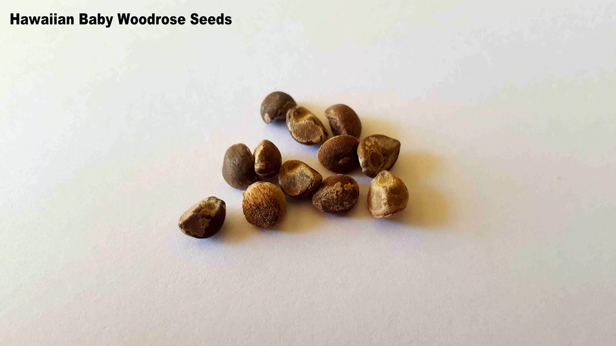 Baby rosewood seeds
