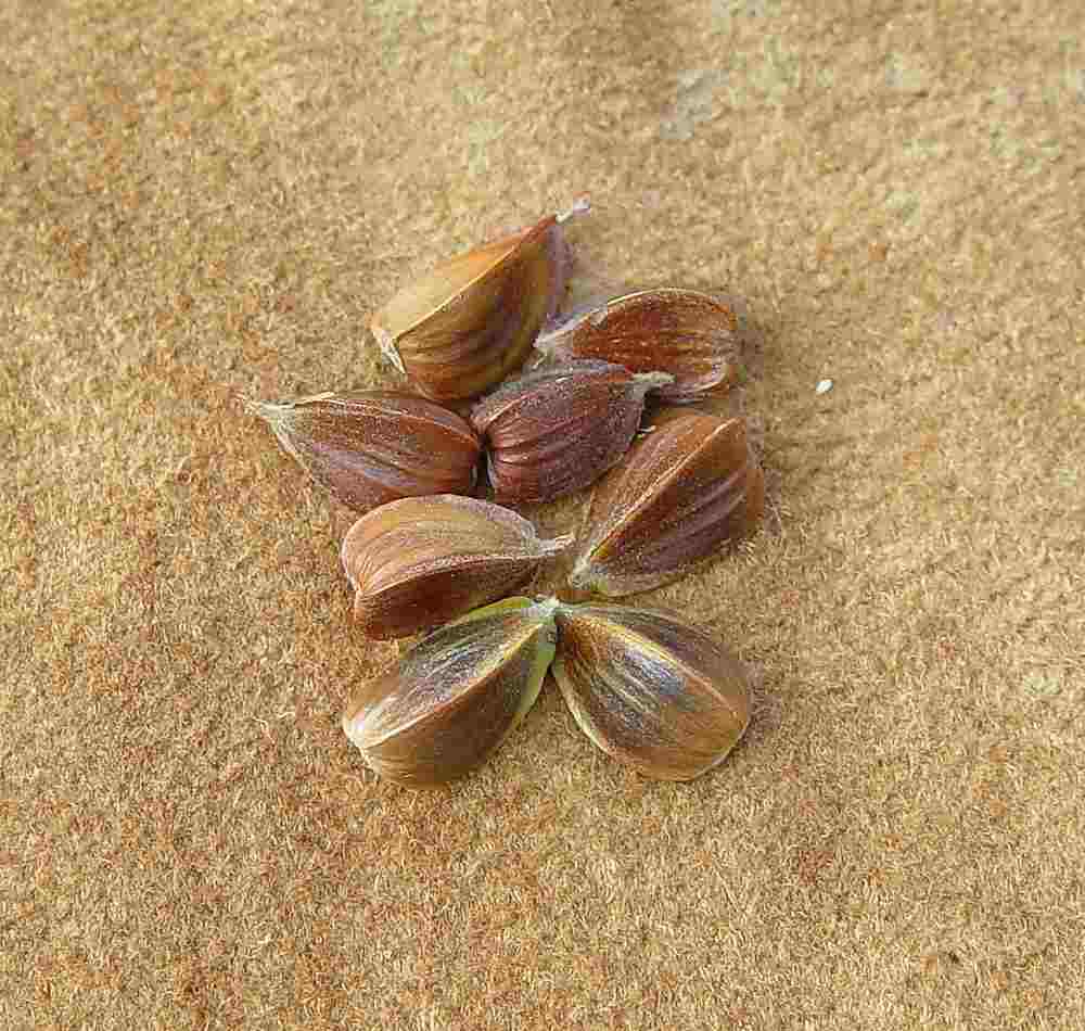 Beech fruits