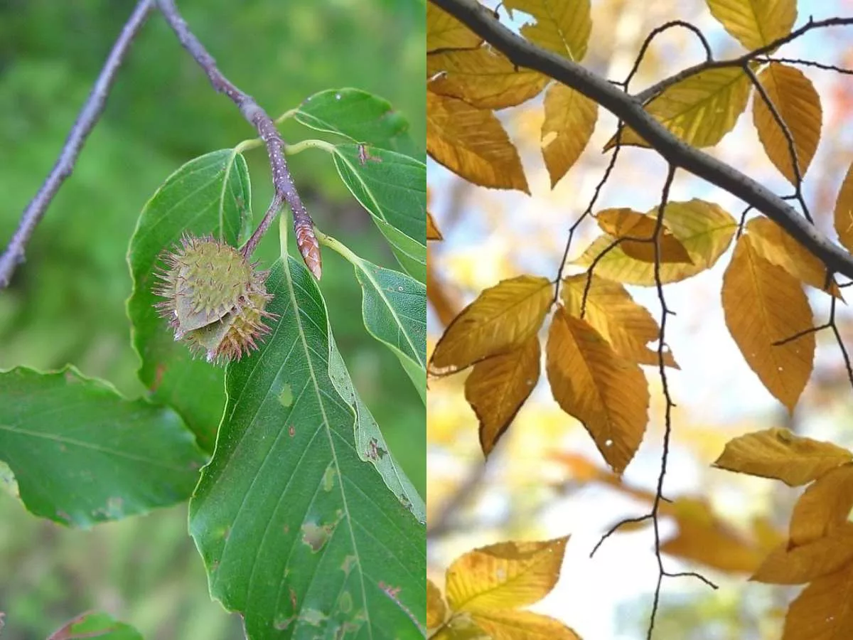 Beech leaves