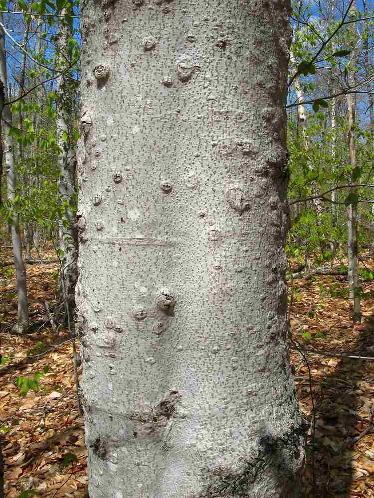 Beech tree bark
