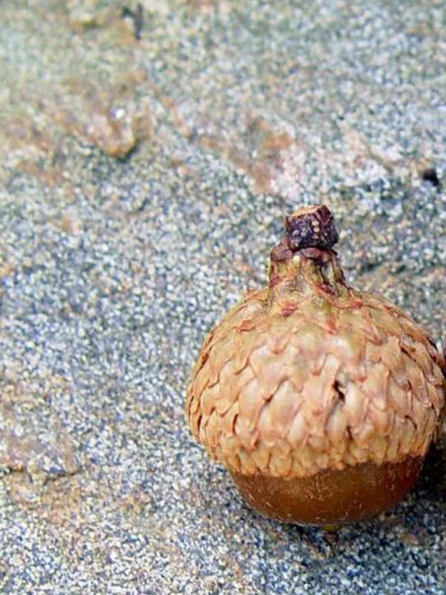Black oak acorn