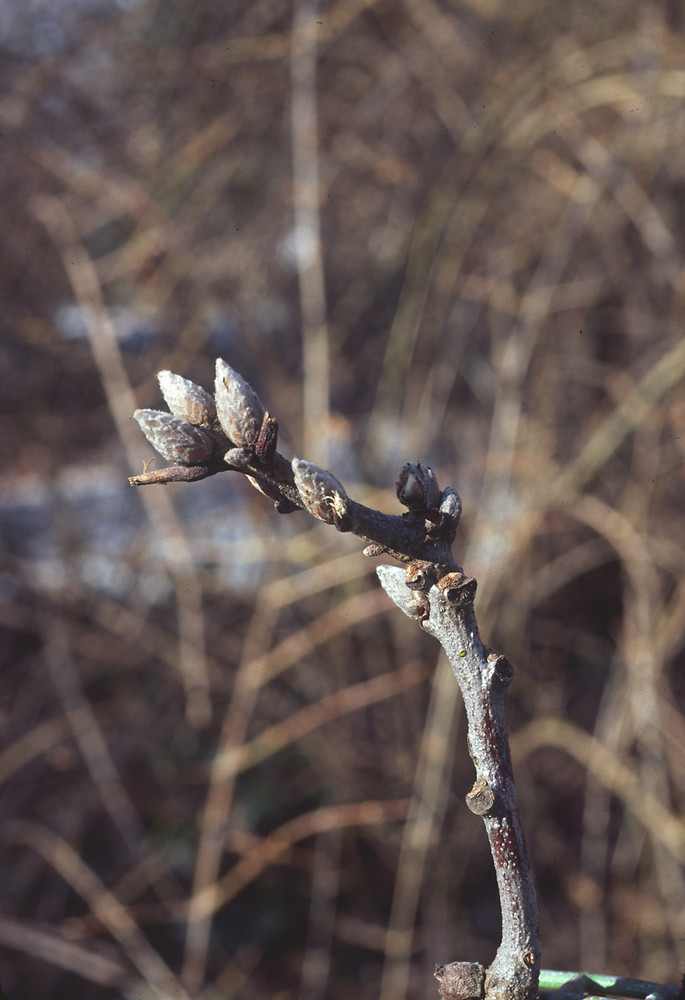 Black oak buds