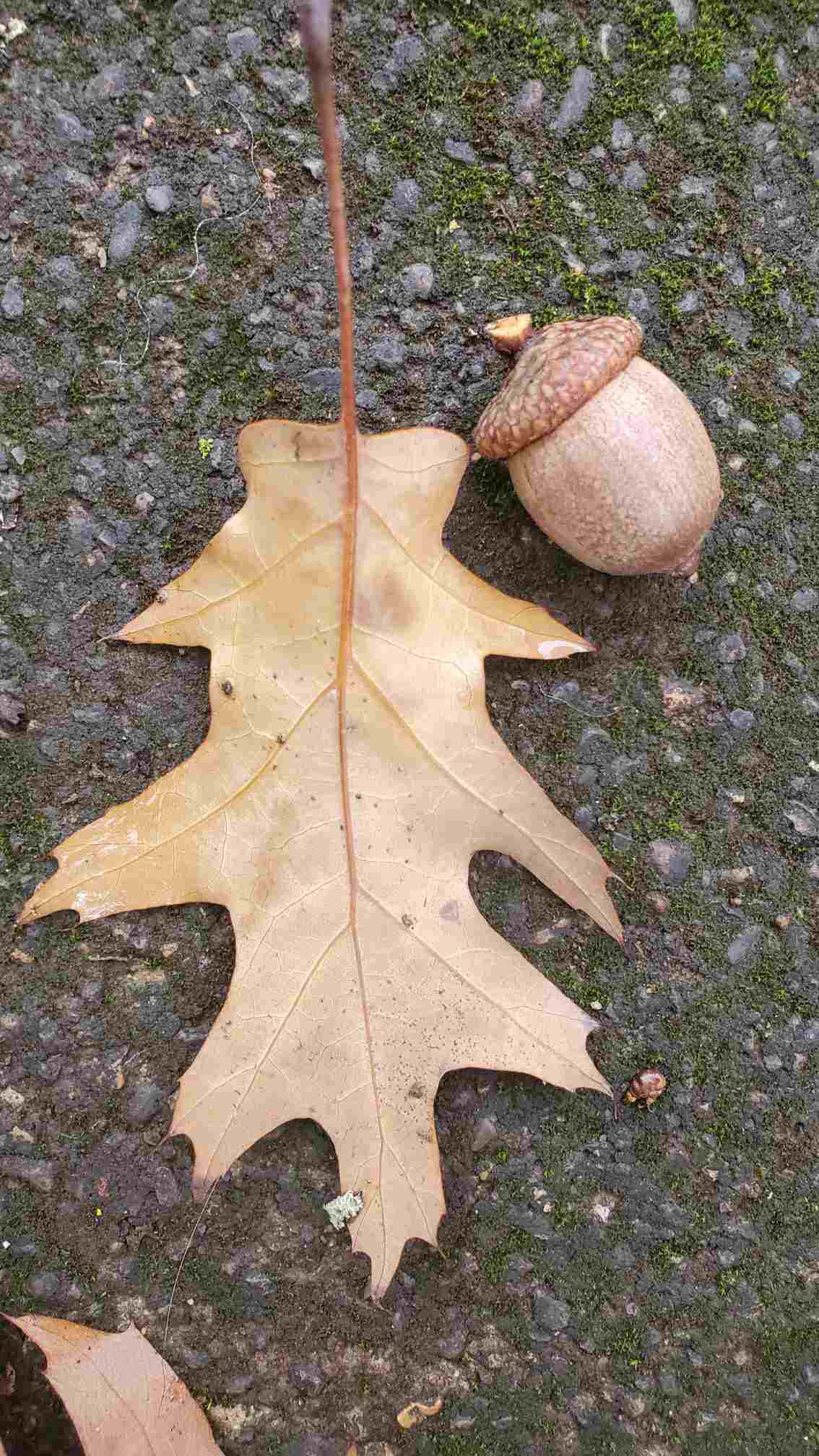 Fallen leaf and fruit (acorn) of oak