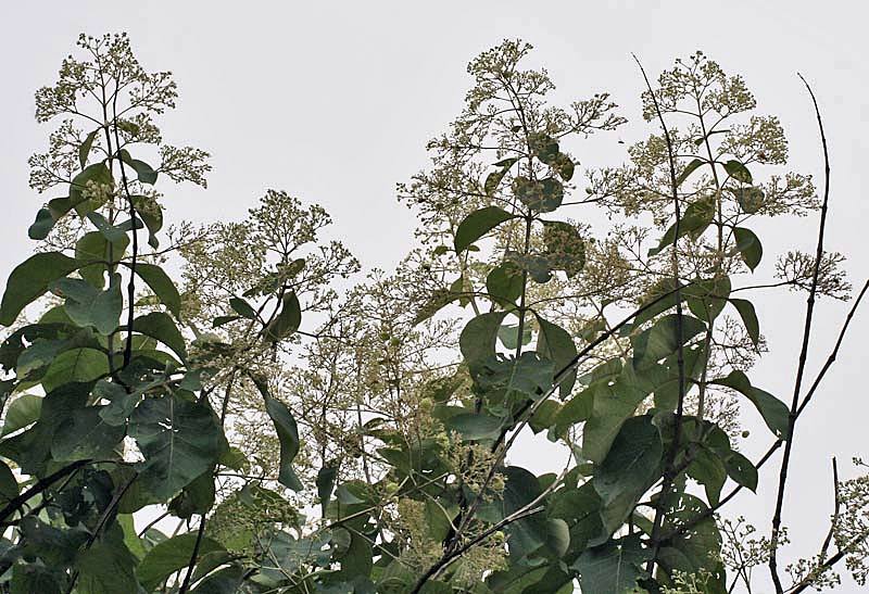 Flower and fruits of teak