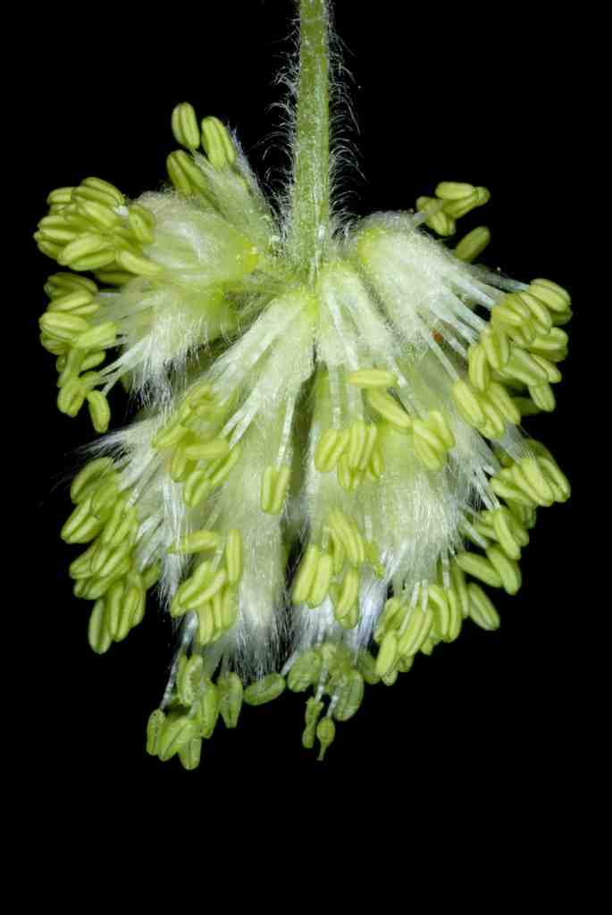 Flowers of beech
