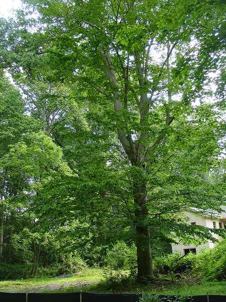 Comparing Beech Wood Vs Oak Understanding The Stunning Differences Hobbydisiac