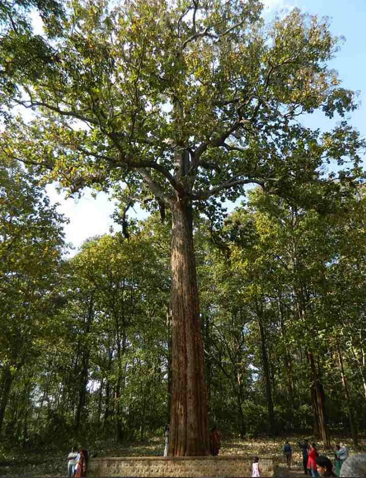 Full grown teak tree