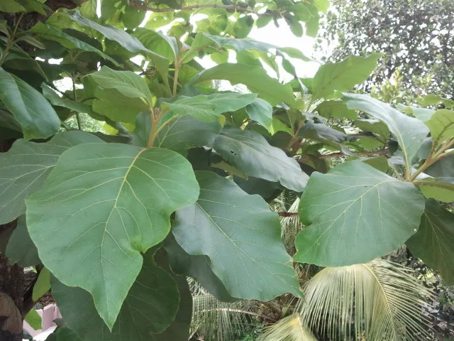 Teak leaves