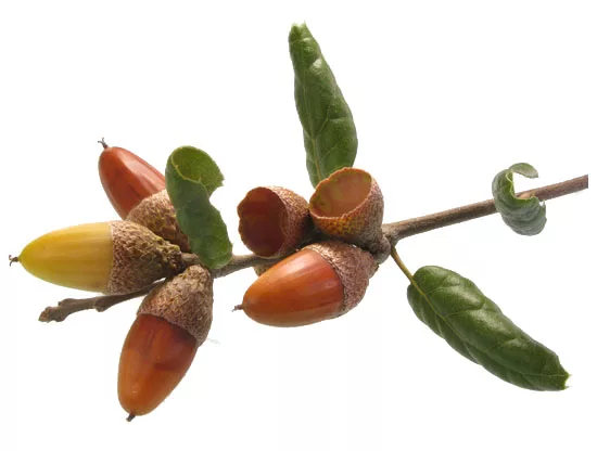 Live oak acorns