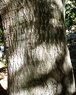 Live oak bark