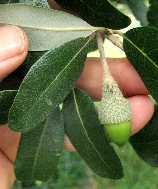 Live oak leaves