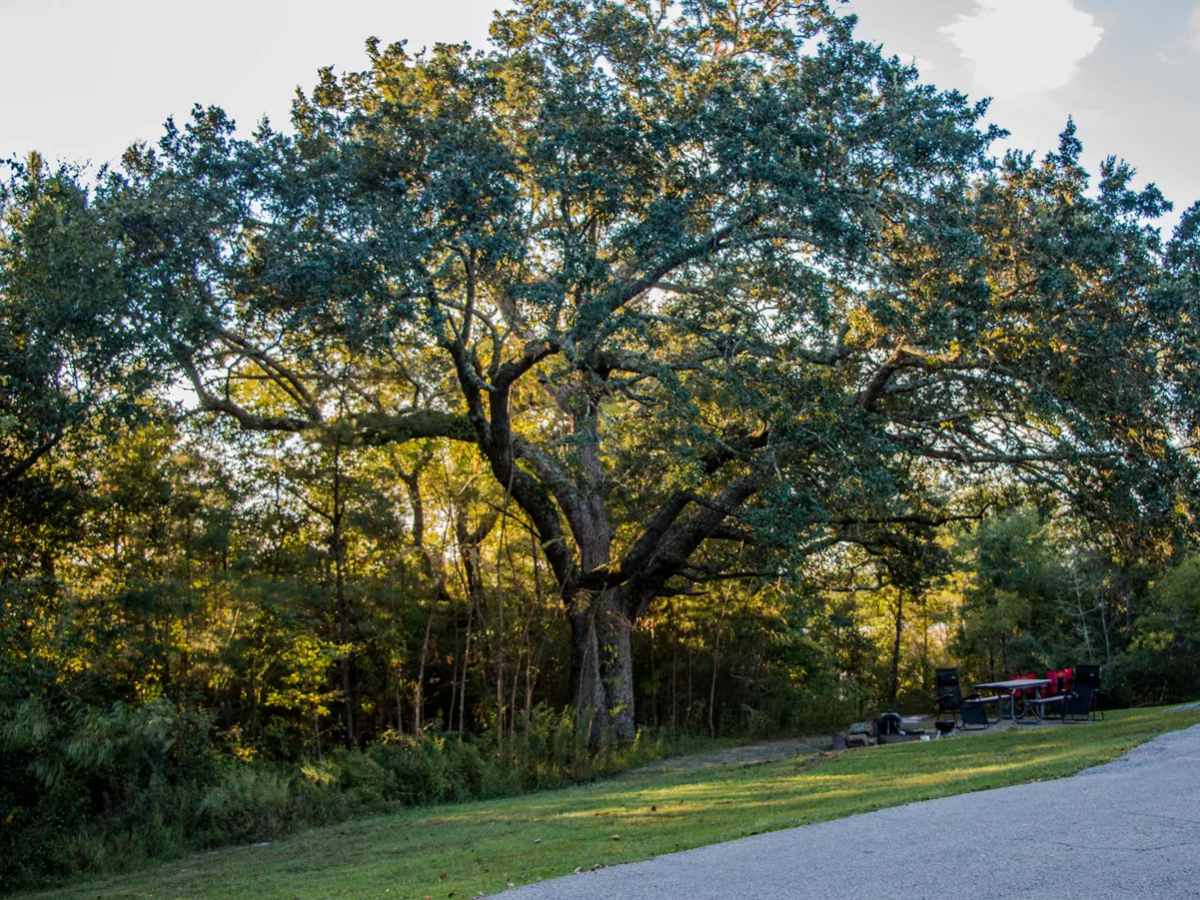 Live oak tree