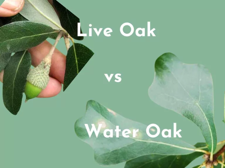 Live oak vs water oak