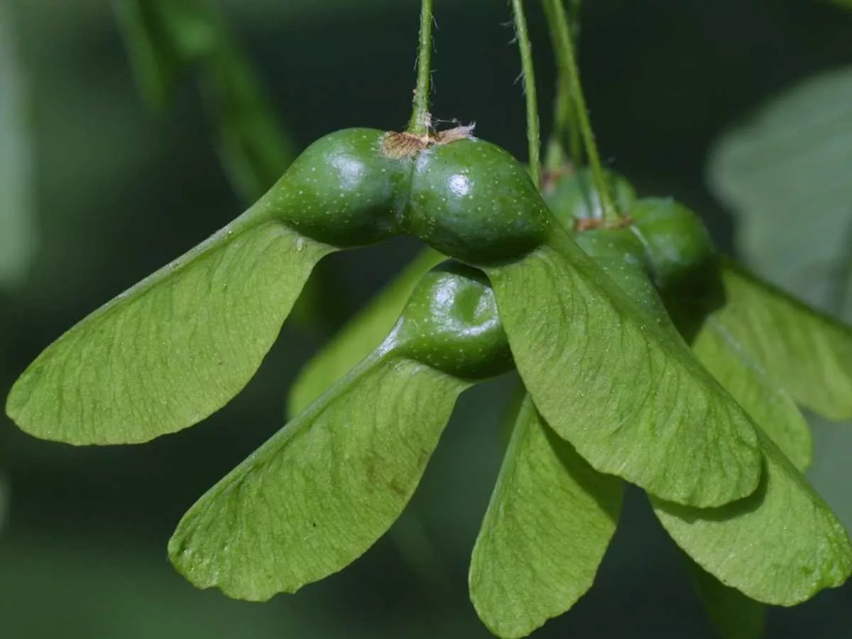 Maple fruit