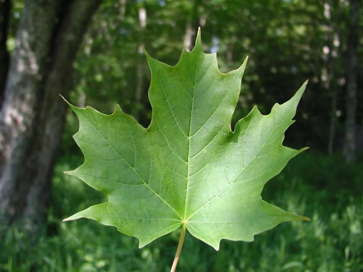 Maple leaf