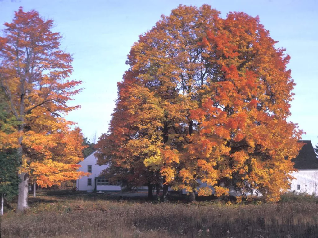 A full grown maple tree