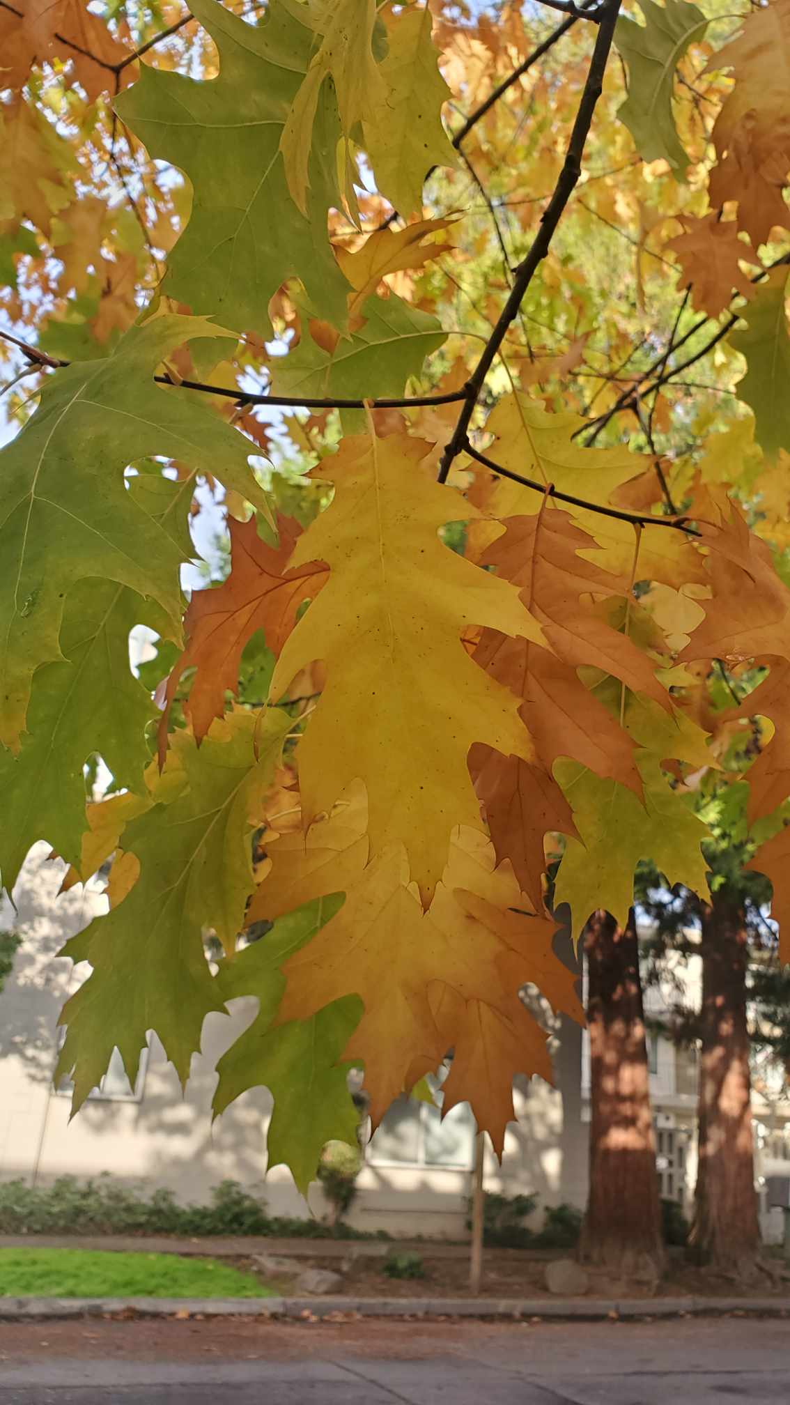 Oak tree and leaves