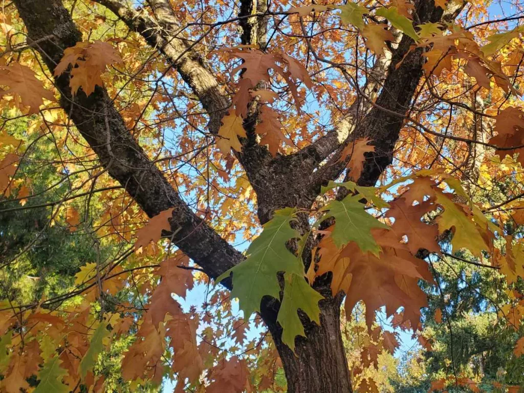 Oak tree beside my home