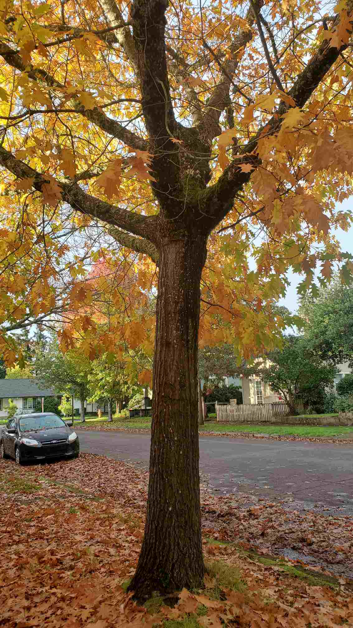 Is Oak a Hardwood? Unraveling the Truth Behind Oak's Characteristics 