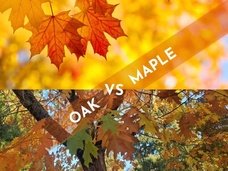 oak vs maple wood