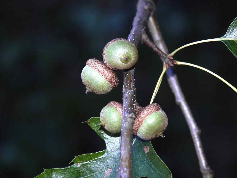 Pin oak acorn