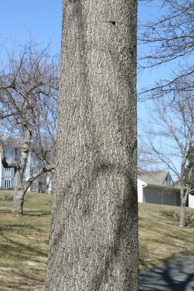 Pin oak bark