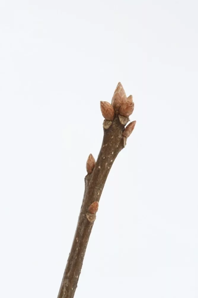 Pin oak buds