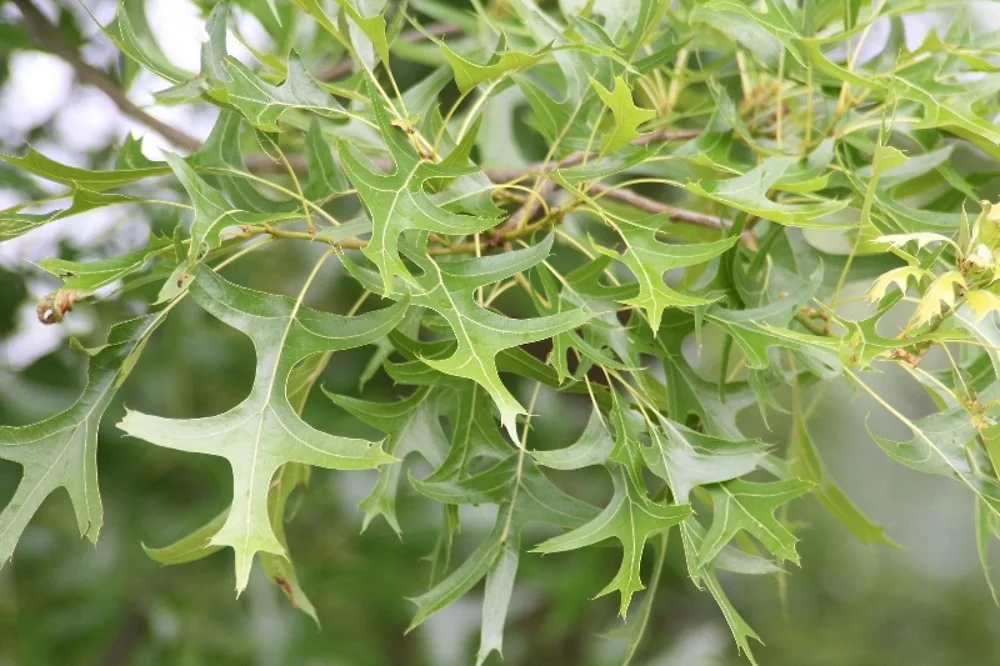 Pin oak leaves