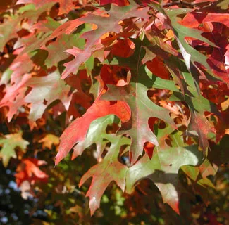 Pin oak leaves in autumn