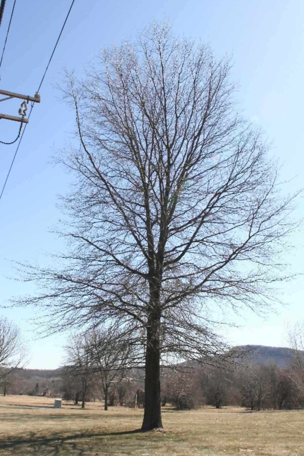 Pin oak tree