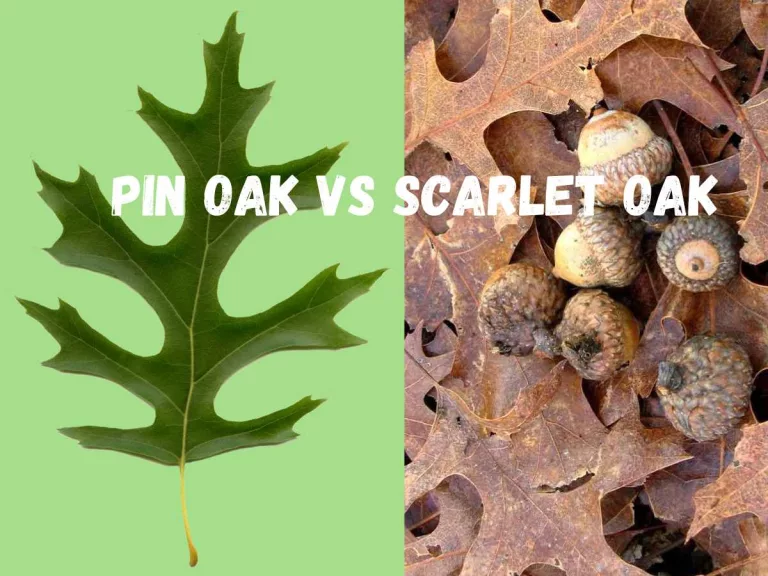 Pin oak vs scarlet oak