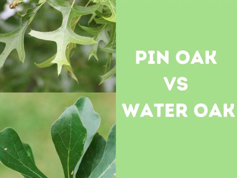 Pin oak vs water oak