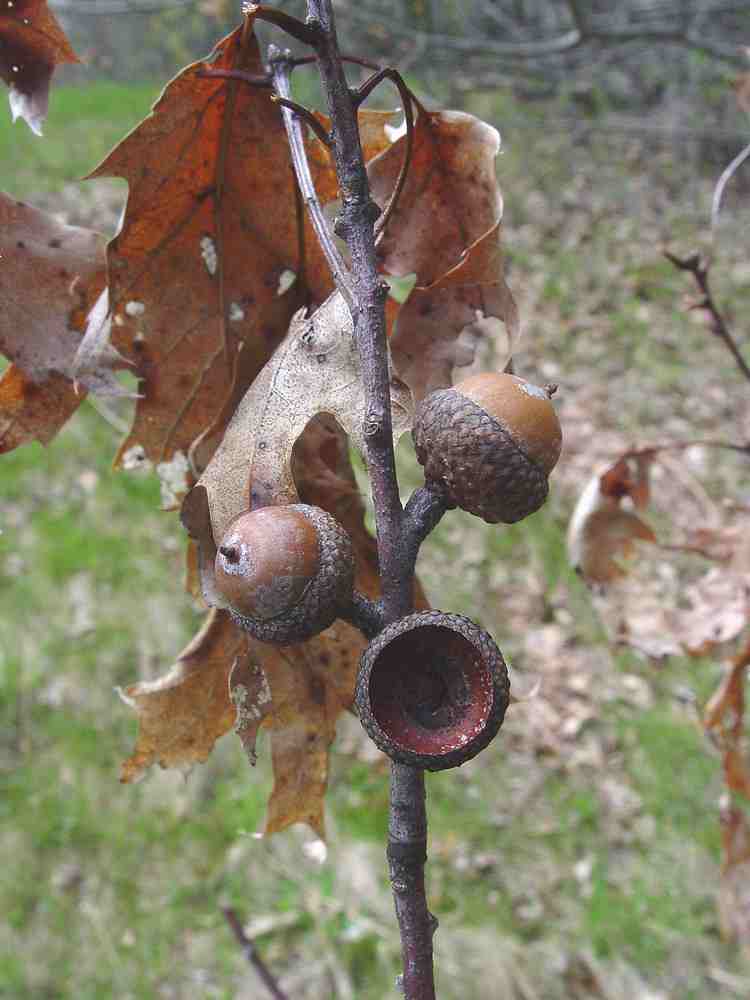 Red oak acorns
