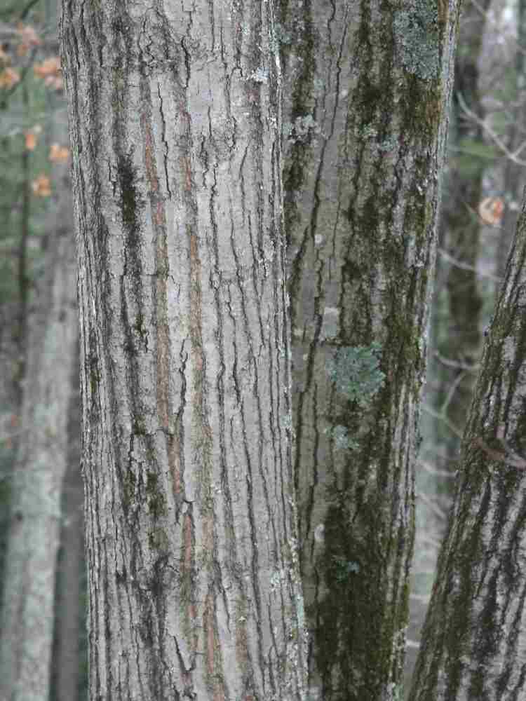 Red oak bark