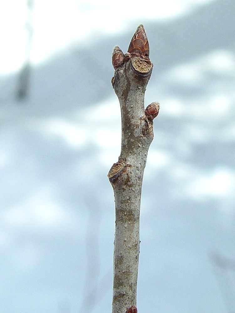 Red oak buds
