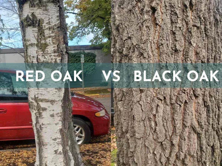 Red oak vs black oak