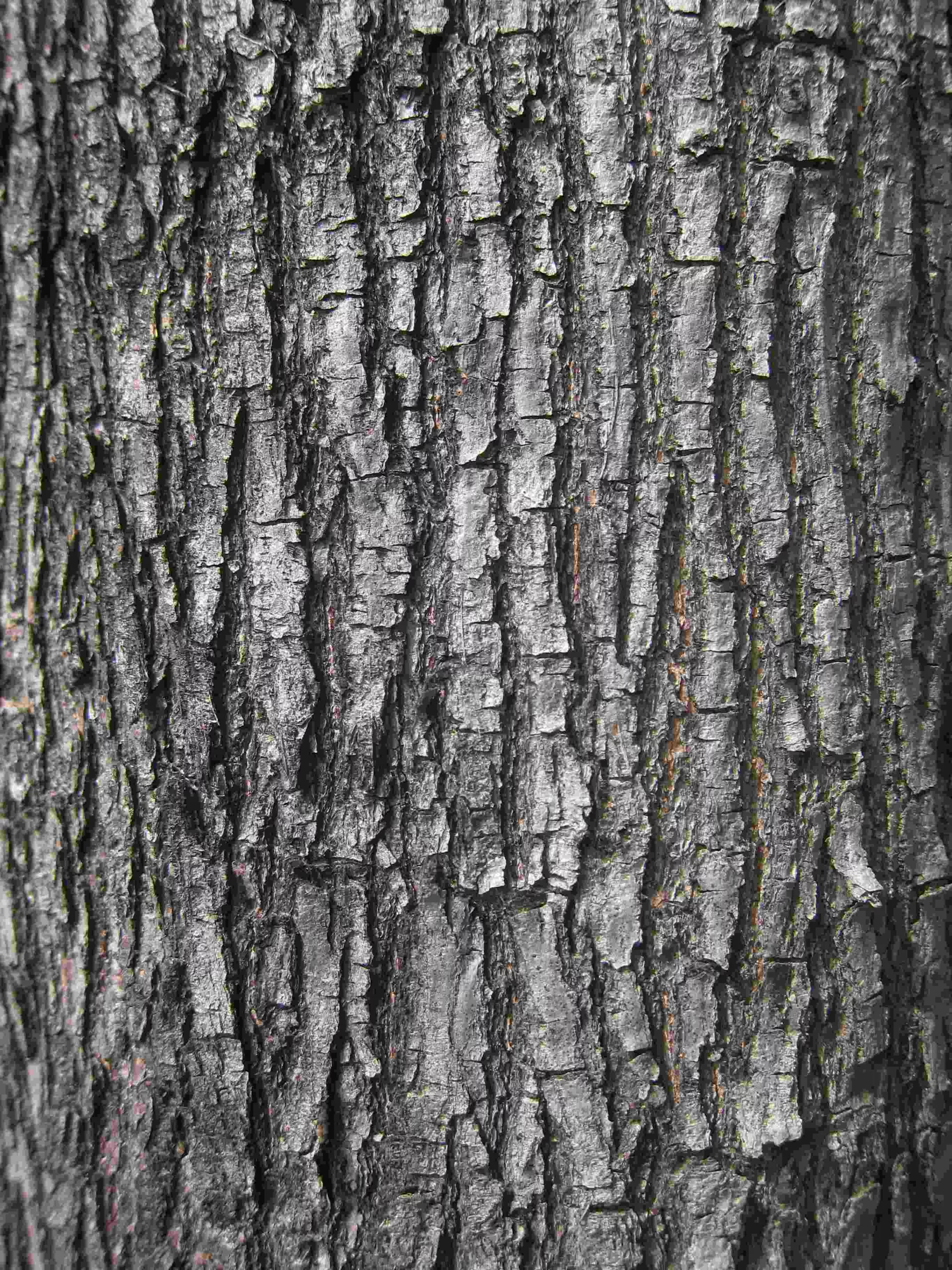 Rosewood bark