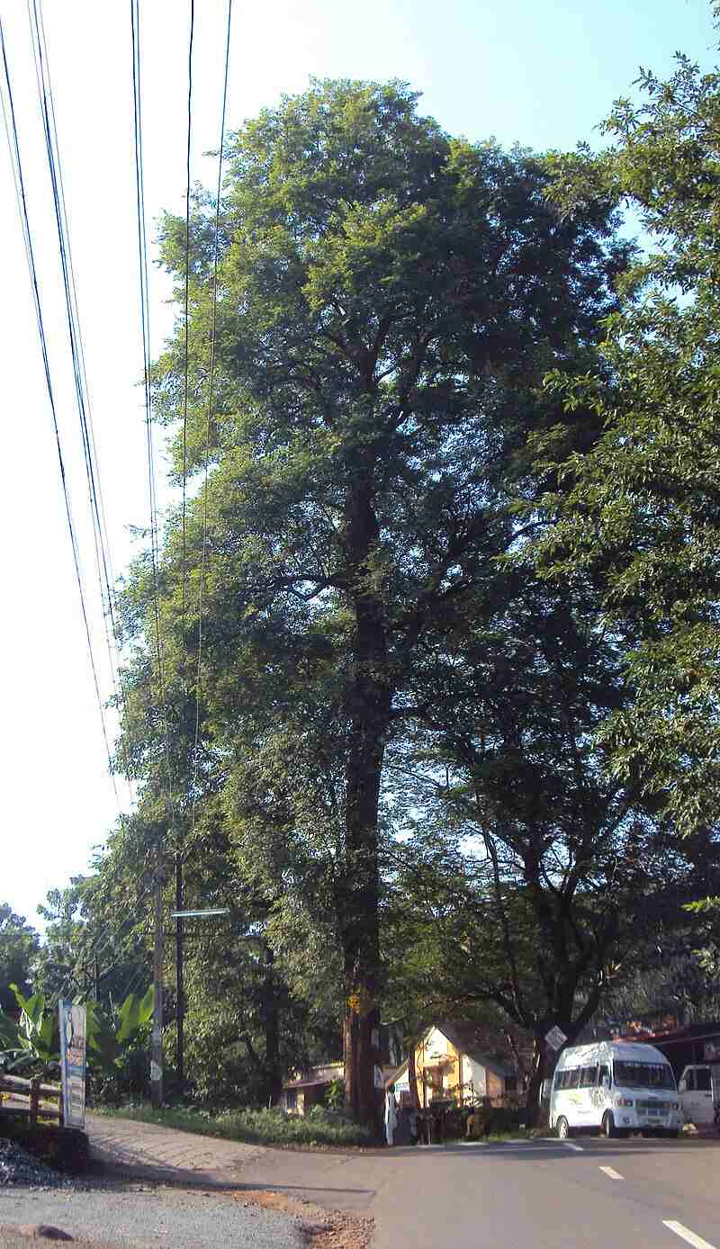 Rosewood tree